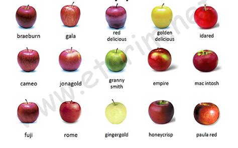 elma cinsleri isimleri